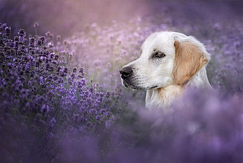 Golden-Retriever, Golden, Retriever, Dog, pup HD wallpaper