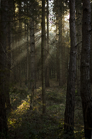 Nature, Trees, Pine, Beams, Rays, Forest, Sunlight HD phone wallpaper