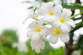 Plumeria, White, Frangipani, Close up HD wallpaper