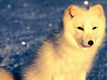 White dog, dog, blue, puppy, white HD wallpaper