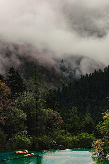 Nature, Trees, Lake, Forest, Fog HD phone wallpaper