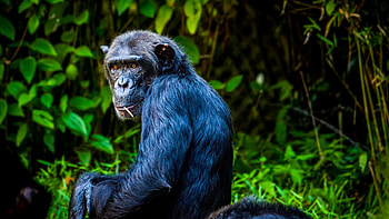 Chimpanzee, U display, Stunning resolution, Visual splendor HD wallpaper
