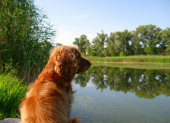 Animals, Grass, Spaniel, Sit, Pond, Cocker HD wallpaper