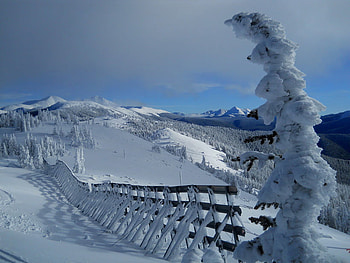 snow-bound, winter, white, snow, fence, tree HD wallpaper