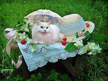 Beautiful White Kitten, animal, umbrella, cat, flowers, hat HD wallpaper