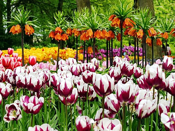 Wonderful!!, fresh, blooms, lovely, nice HD wallpaper