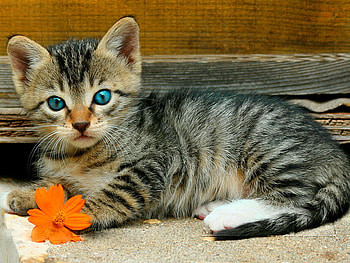 With a flower in paw, kitten, kitty, blue-eyed, flower, cat, paw, orange HD wallpaper