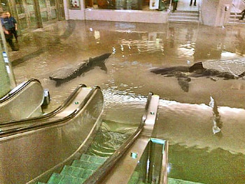 going shopping, big sale, other, sharks, mall, animals HD wallpaper