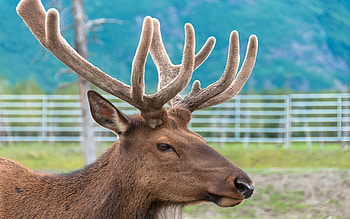 Reindeer , backgrounds, Elegant creatures, Majestic beauty HD wallpaper