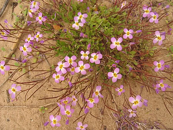 Pretty Maresia, purple, leaves, flowers, spreadout HD wallpaper