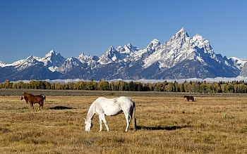 Animals, Horses HD wallpaper