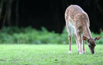 Animals, Grass, Young, Stroll, Fawn HD wallpaper