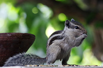 Captivating of an Indian palm squirrel outdoors in Ludhiana, Punjab, India. HD wallpaper
