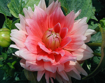 Pink White Dahlia, pink, white, flower, dahlias, nature HD wallpaper
