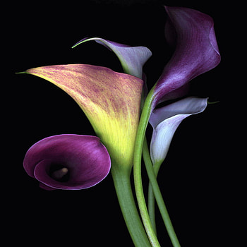 cala, colorful, flower, lily HD wallpaper