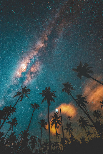 Nature, Night, Palms, Dark, Starry Sky HD phone wallpaper