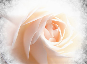 Blushing petals, rose, pink, white, clouds, beauty, close up HD wallpaper