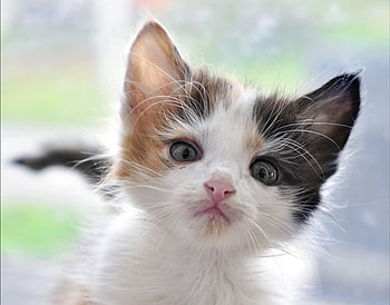 I'm a cute cat !... who are you ?, animal, friendly, about you, cute, cat, beautiful, ask HD wallpaper