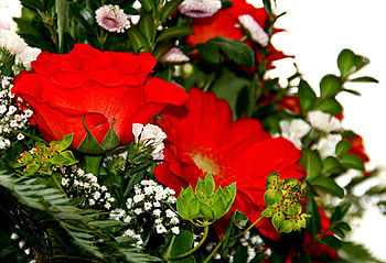 Red flowers, nature, flowers, roses, red HD wallpaper
