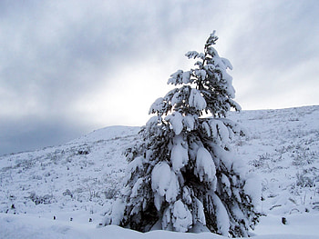 Nature, Pine, Snow, Severity, Heaviness HD wallpaper