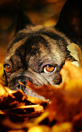 French Bulldog, Playful pet, Small and compact, Affectionate companion HD phone wallpaper