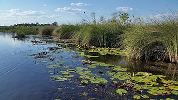 Okavango Delta, Safari reviews, Memorable tours, Nature's beauty HD wallpaper