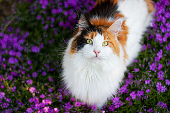 Maine-Coon, Maine, animal, Coon, Cat HD wallpaper