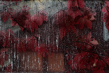 Leaves, Drops, Macro, Wet, Glass HD wallpaper