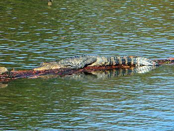 Lazy gator, ms, alligator, gator, reptiles, lake, noxubee refuge HD wallpaper