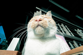 Animals, Cat, Muzzle, Relaxation, Rest, Satisfied, Content HD wallpaper