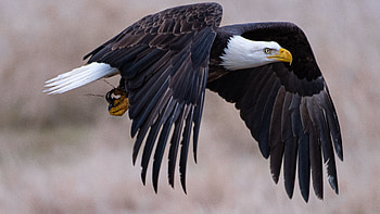 Bald Eagle, beauty, , Nature's majesty HD wallpaper