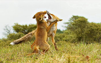 Animals, Grass, Fox, Aggression, Couple, Pair, Predator, Glade, Polyana, Fight HD wallpaper