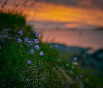 Summer, Flowers, Grass, Bluebells, Wildflowers HD wallpaper