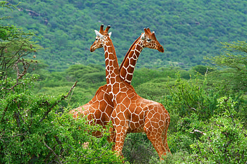 South Africa, African , African wildlife, Vibrant colors HD wallpaper