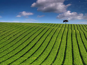 Green striped field, clouds, sky, field, tree HD wallpaper