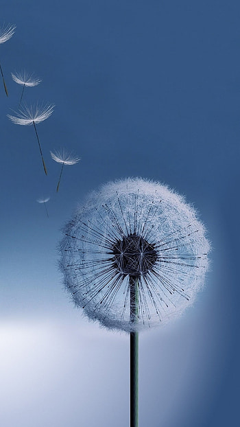 Pure Bright Dandelion Blowing Macro 8 HD phone wallpaper