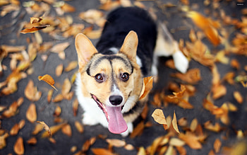 Happy dog , Joyful canine, Smiling pup, Positive vibes HD wallpaper