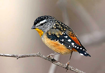 Little Bird, beautiful, bird, , little HD wallpaper