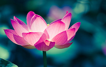 Lotus flower blooming, Exquisite blossoms, Nature's miracle, Captivating transformation HD wallpaper