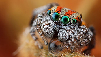 Spider eyes, Macro graphy, with eyes, Close-up shots HD wallpaper