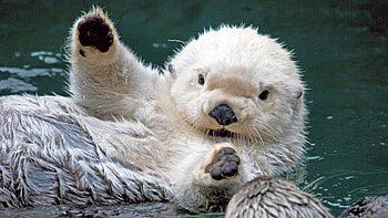 Animals, Otters HD wallpaper