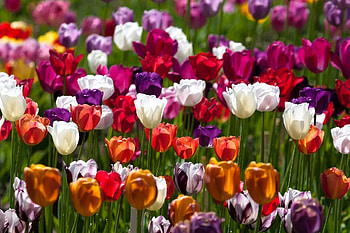 Flowers, Tulips, Different, Sunny, Mottled, Variegated HD wallpaper