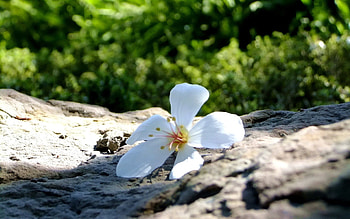 Flowers, Stones, Flower, Petals HD wallpaper