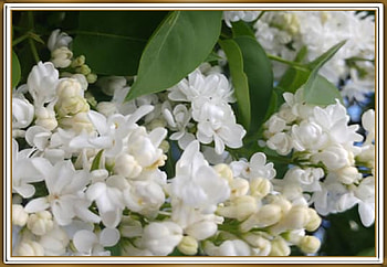 FRAMED LILACS, NATURE, LILACS, , FRAMED HD wallpaper