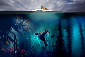 Seals, Biology HD wallpaper