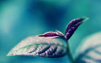 Plant, Macro, Glare, Shine, Light, Sheet, Leaf HD wallpaper