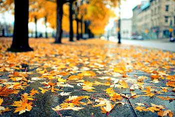 Rainy Autumn, leaves, rain, trees, autumn, splendor HD wallpaper