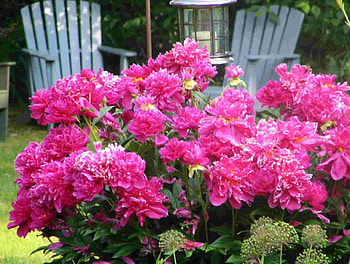 Full Bloom, graphy, bushes, garden, peony, blooms HD wallpaper