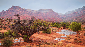 Cedar-lined wash in Southern Utah, trees, landscape, rocks, usa, sky HD wallpaper