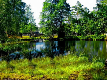 from nature, trees, pond HD wallpaper
